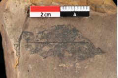 Foto (Detailansicht) von Xylomites arbuti serrae Ettingshausen (NHMW-GEO-2024-0188-0066a)